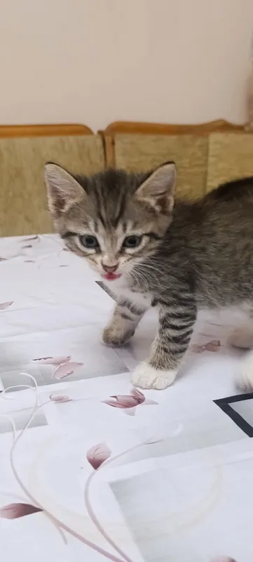 котята бесплатно в добрые руки 1 котята бесплатно в добрые руки 1