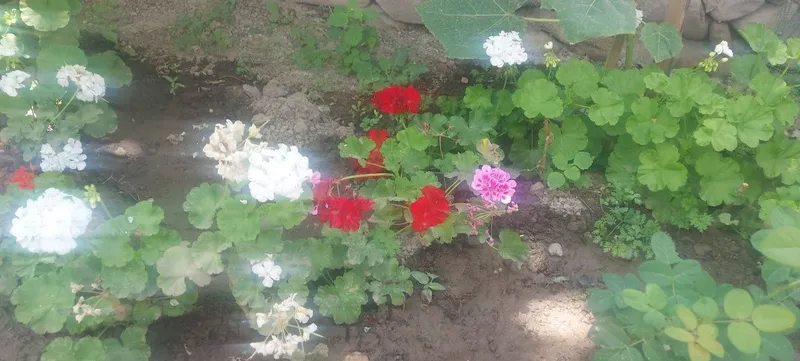 Герань ва пеларгония гуллари