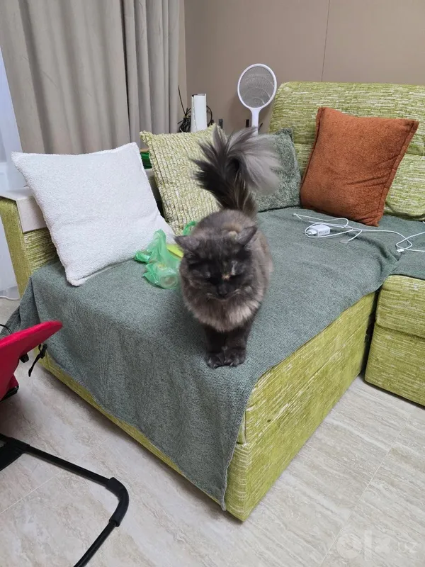 Кошка годовалая срочно 2 Кошка годовалая срочно 2
