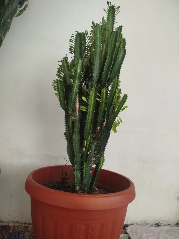gullar sotiladi narhi kelishiladi — фото 4