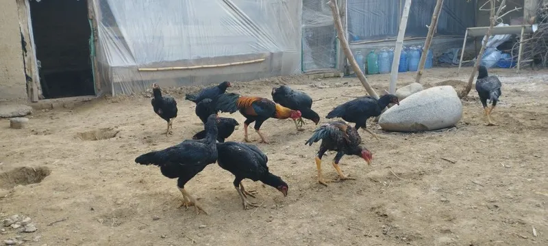 Бойцовые курицы Макиёнлар сотилади