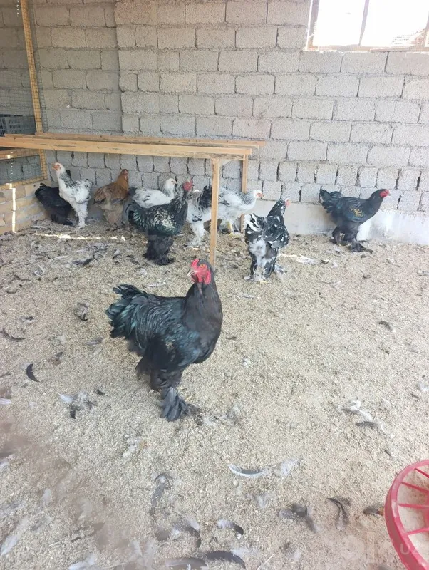 Продам петушков брамы 2 Продам петушков брамы 2