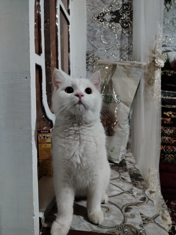 Scottish fold va shinshila o'g'ilchasi