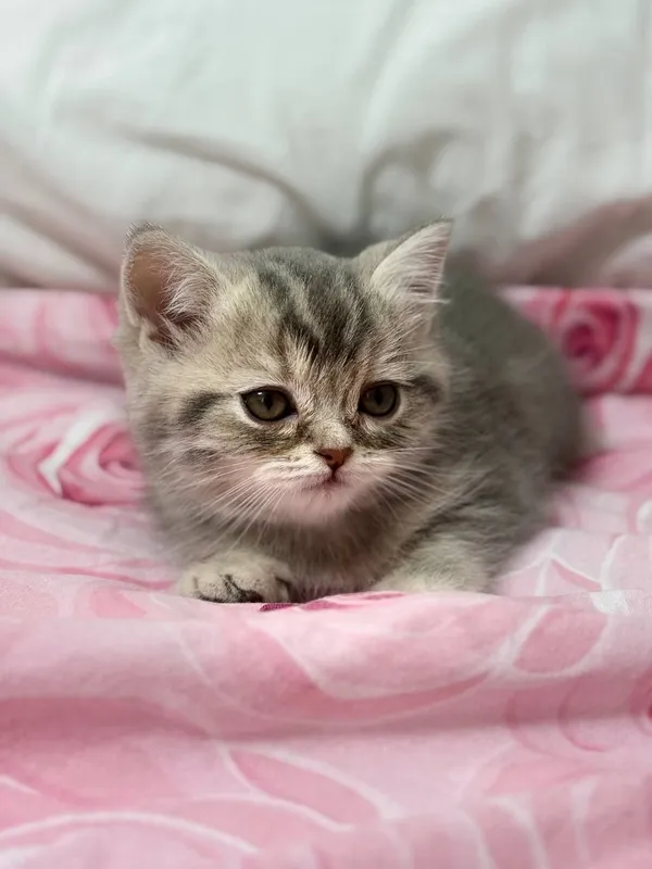 Продается Кошка 2 месяца — фото 1