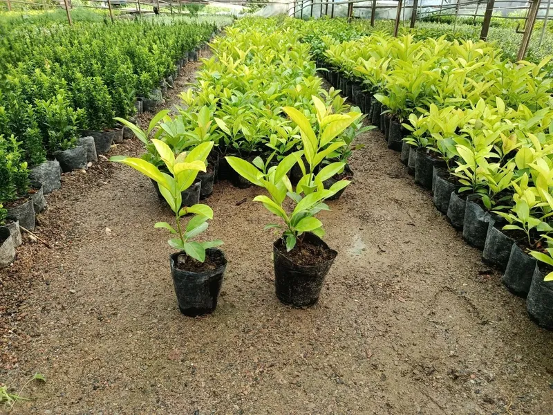 Litsidum vibrinum ko'chatlari sotiladi Литсидум Вибринум ку́чатлари — фото 1