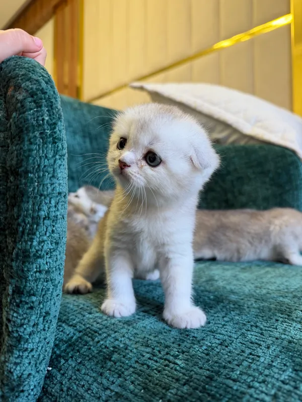 Котята шиншиллы — фото 2