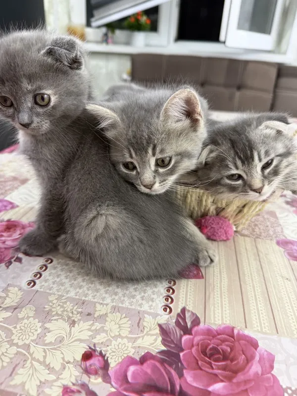 Продаются котики породы шотландская веслоухая — фото 3