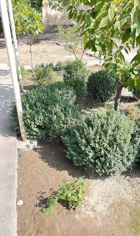 Шамшод-самшит (buxus) 4 Шамшод-самшит (buxus) 4