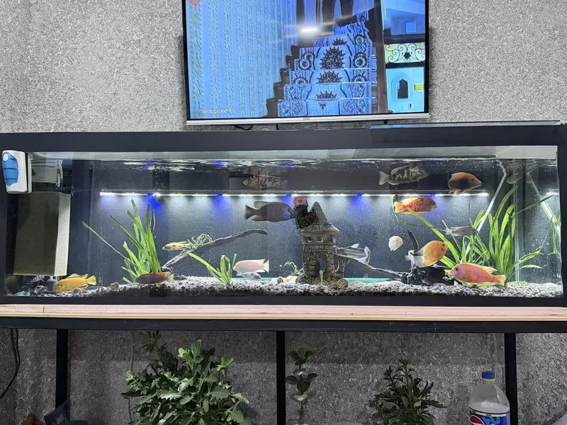 Balu akvariumi bilan sotiladi