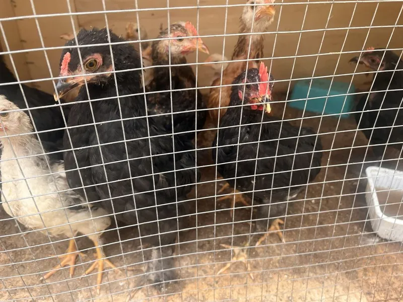 14 ta kurkadan ochib chiqan jojalar — фото 1