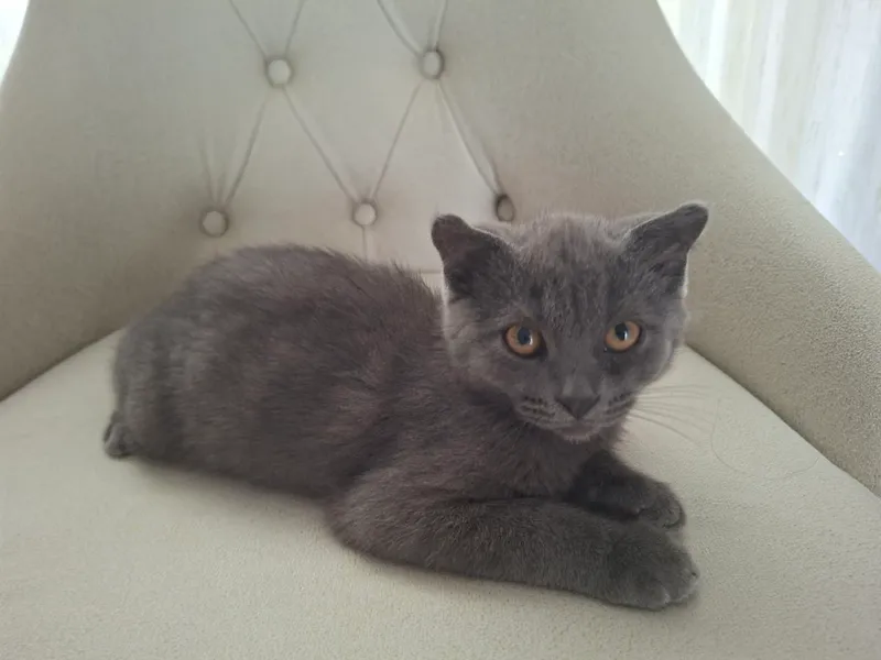 Котёнок, скоттиш-фолд 1 Котёнок, скоттиш-фолд 1