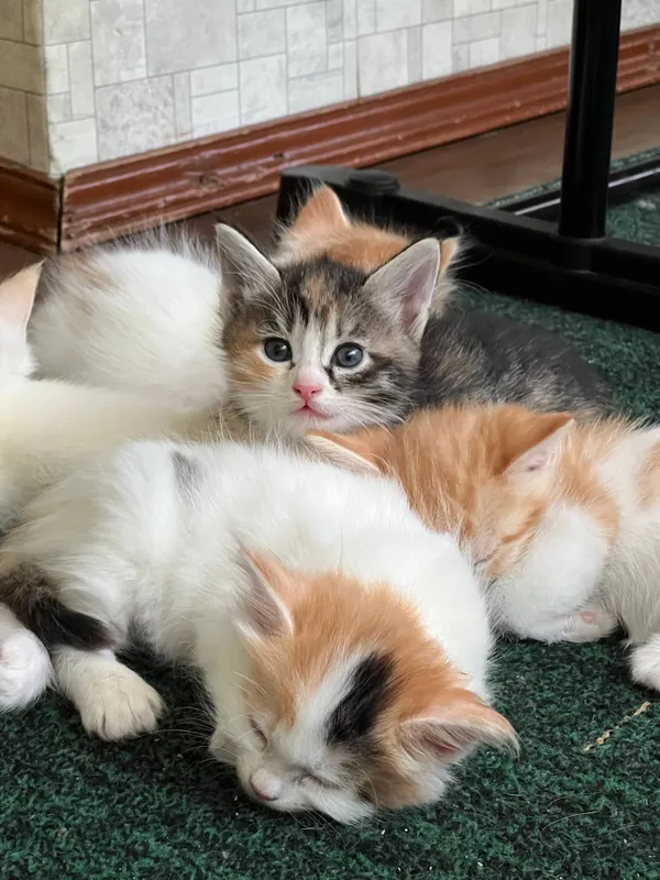 отдам котят в добрые руки 3 отдам котят в добрые руки 3