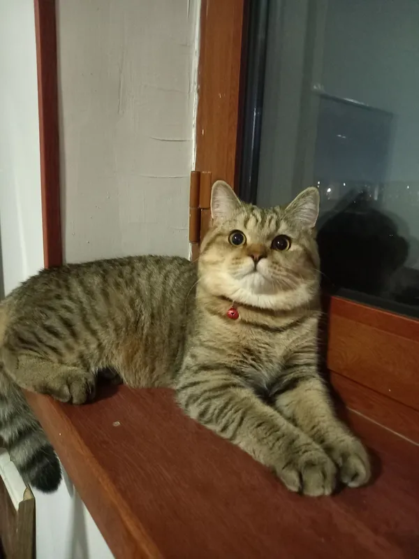 Britanskiy strayt toza zotli Tabby mushuk — фото 2