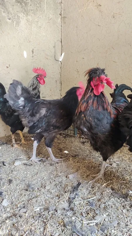 Xurozlar sotiladi Qora shaxzoda tuximidan chiqqan — фото 1