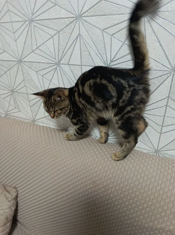 Продаётся котёнок 2