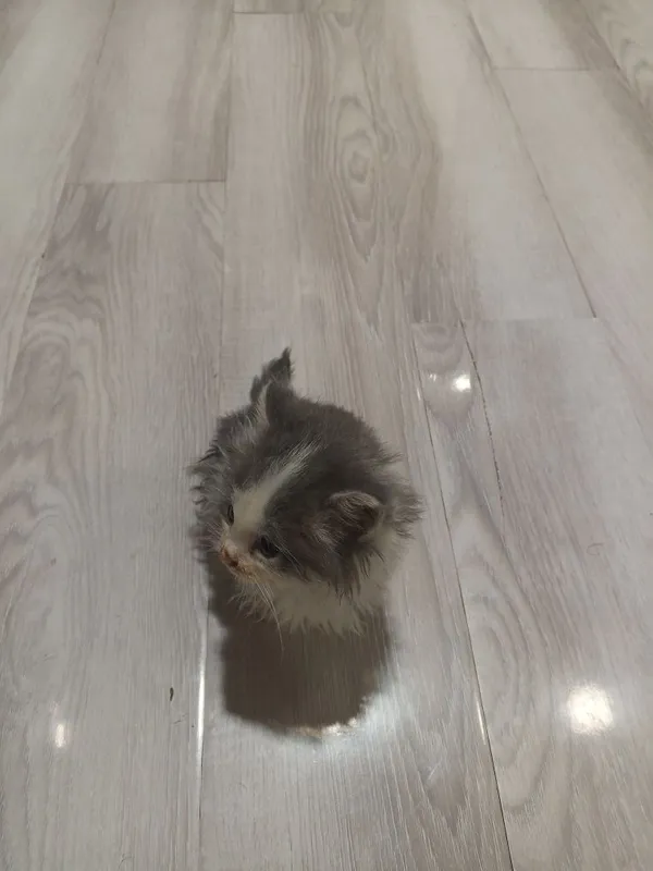 Нашёл котёнка, пол мужской мне не нужен Я всё время на работе, забер