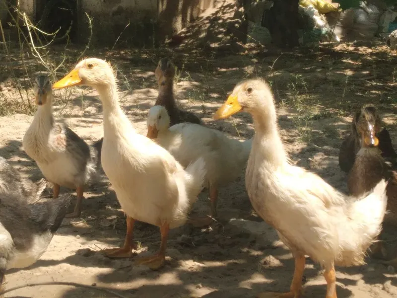 Zordor pekin ordaklari 2 Zordor pekin ordaklari 2