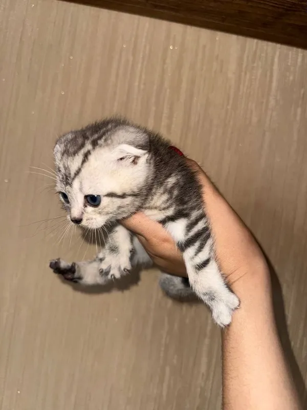 Эксклюзивные породистые котята — фото 1