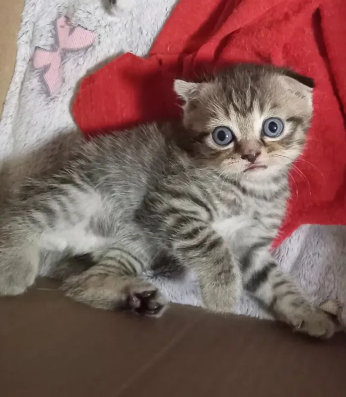 продаются породистые котята — фото 1