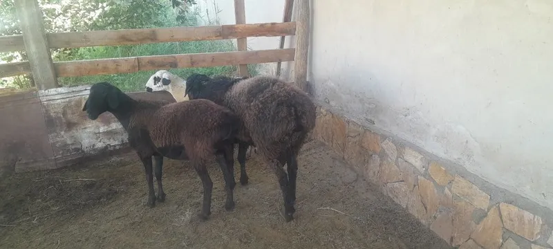 Qo'chqor sotiladi 2 Qo'chqor sotiladi 2