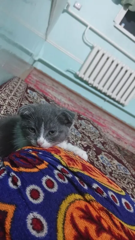Mushuk bolasi sotiladi