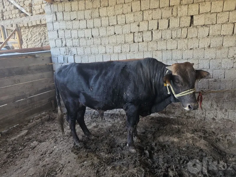 Продаётся бычок, готов к откорму 2 Продаётся бычок, готов к откорму 2