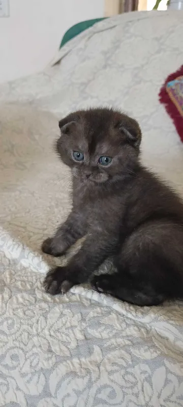 шотландский скотиш фолд — фото 1