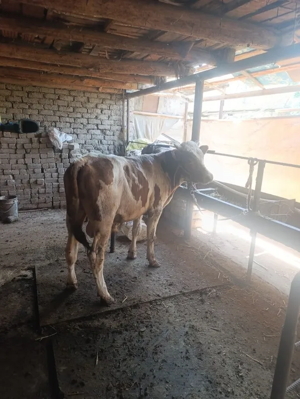 Gibrit buqaca buzoq xali tiwi 3 Gibrit buqaca buzoq xali tiwi 3