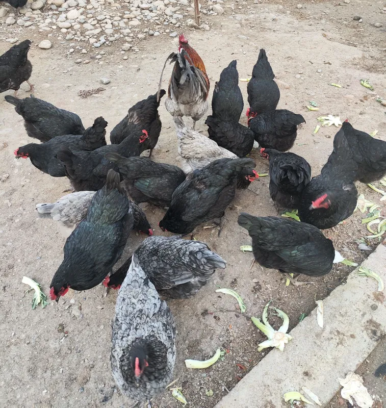 Australorp zotli tovuq tuxumlari sotiladi. — фото 1