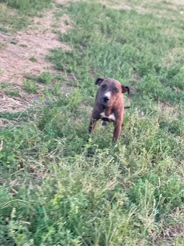 poroda_pitbul 1