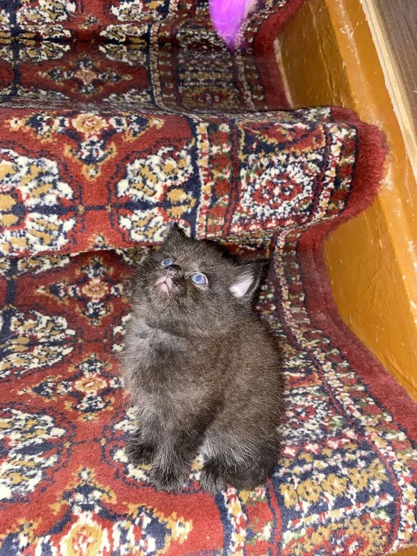 Продаются котята! По самым низким ценам! — фото 1 Продаются котята! По самым низким ценам! — фото 1