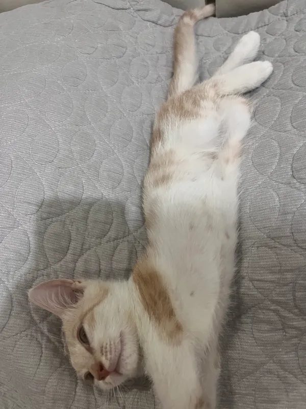 Котёнок бесплатно 2 Котёнок бесплатно 2