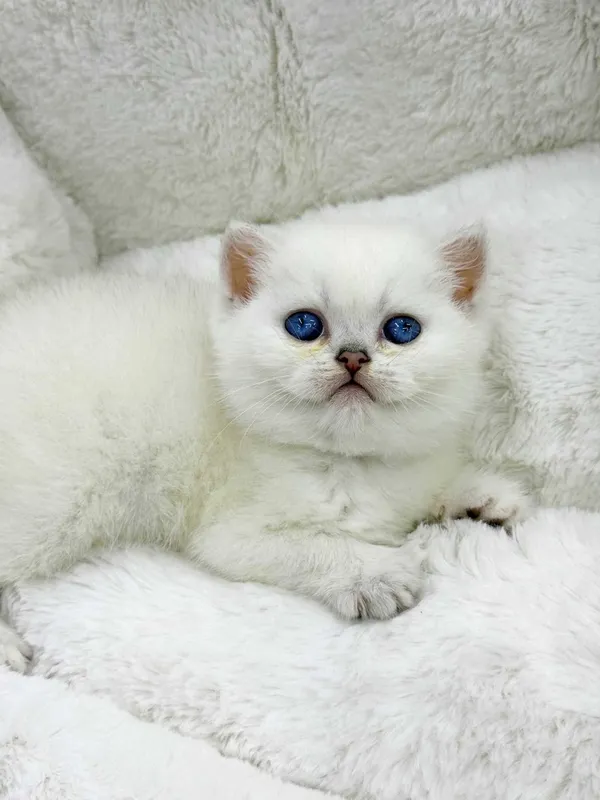 продажа котят породистый — фото 2