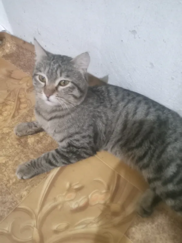 Mushuklar tekinga beraman