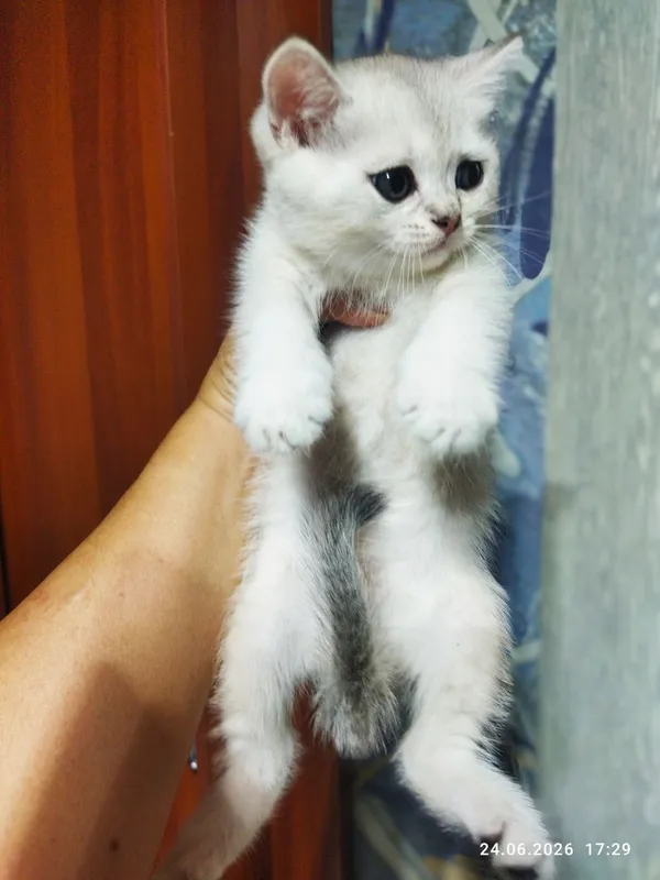 продаются шотландские котята серебряная шиншилла