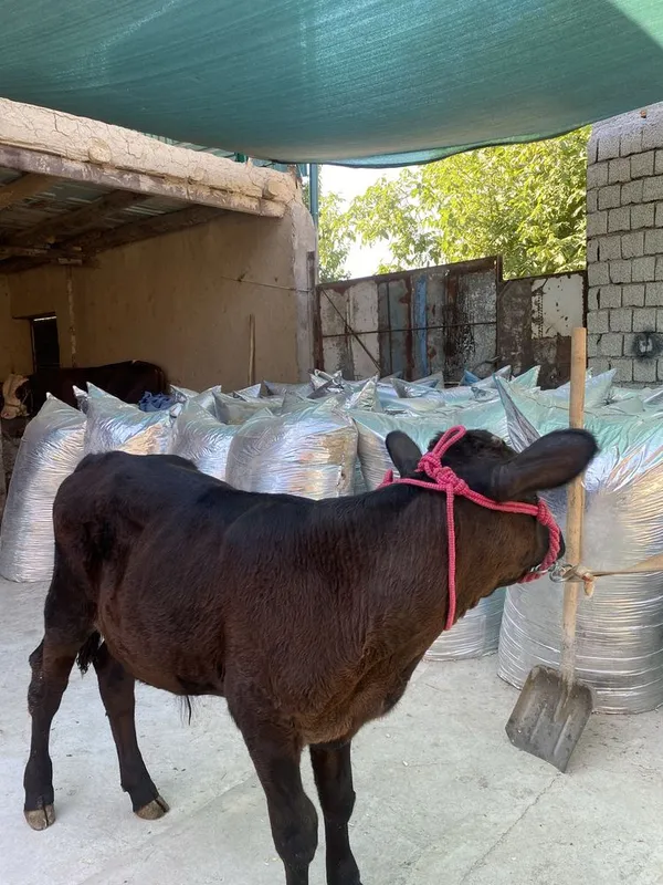 Buzoqcha sotiladi. 1 Buzoqcha sotiladi. 1