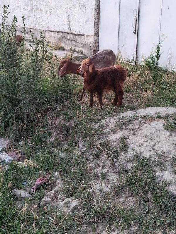 Ona bola qo'y sotiladi 5 Ona bola qo'y sotiladi 5