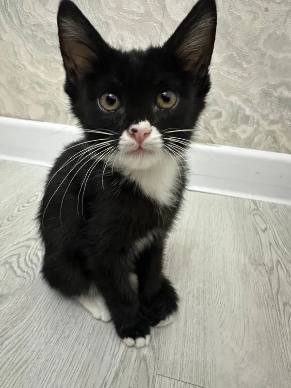 Котёнок ищет дом