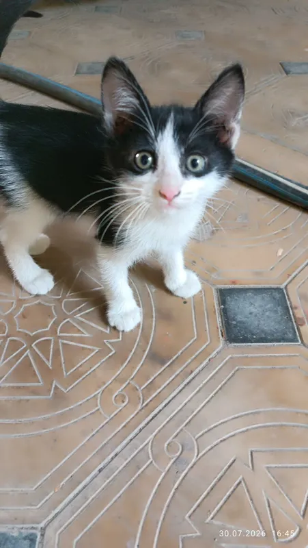 Котята, бесплатно . Оба мальчики 2