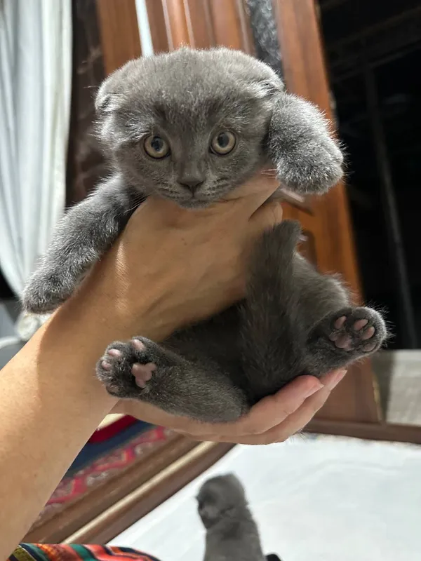 Mushuk bolasi Mushuk bolasi