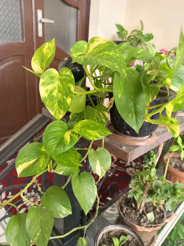 Epipremnum Aureum,Pul guli. 1 Epipremnum Aureum,Pul guli. 1