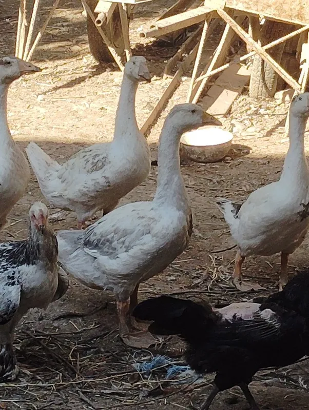 Gʻozlar,ordeklar va tovuqlar
