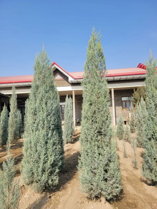 arizonski kiparis archa boyi 1.2 da 3.30 ga bor 50 $ dan boshlanadi — фото 1