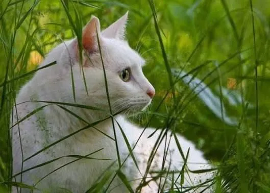 Продаются котята породистые, белая ангора — фото 2