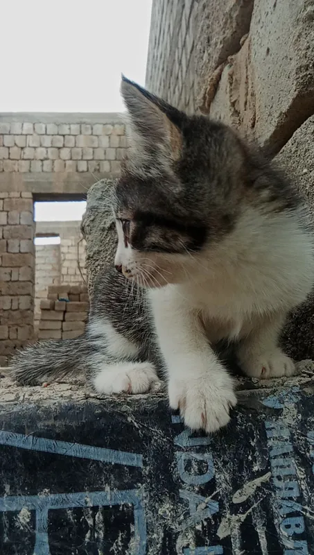 3 oylik mushukcha sotiladi soğlom urğochi — фото 2