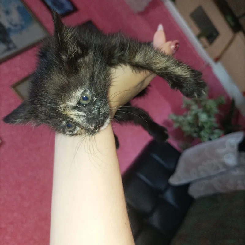 котенок в добрые руки девочка 2