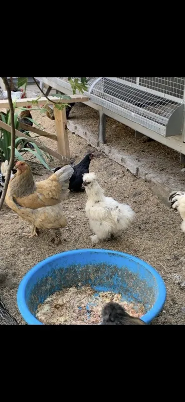Yapon va karea parandalar 4 Yapon va karea parandalar 4