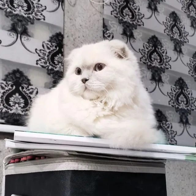 Продается Шотландские котята — фото 3