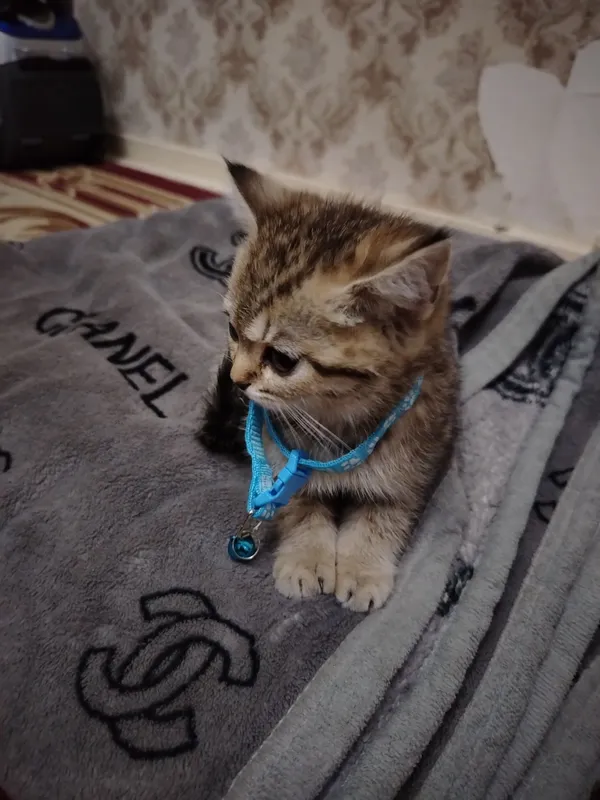 Shinshilla 2 oylik