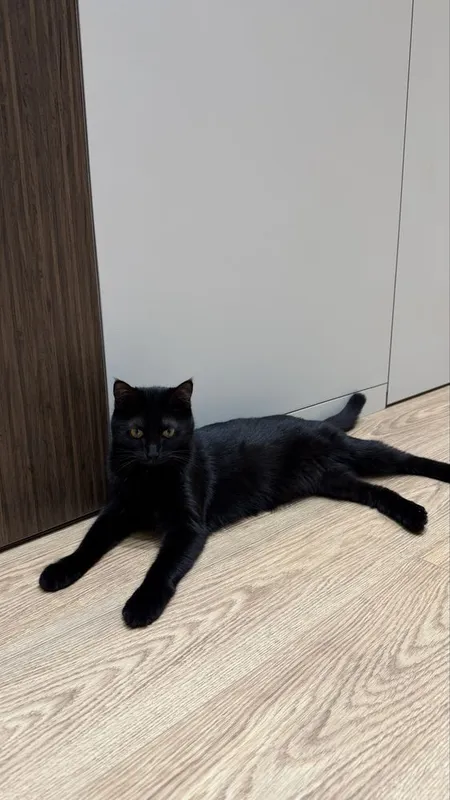 Черная красивая кошка — фото 3